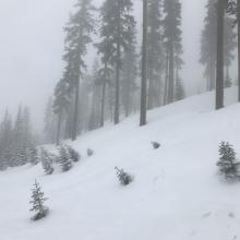Below treeline conditions at 1230 hrs on 3.20.19