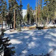 Below treeline, very dirty snow, a lot of tree debris and blown down snags