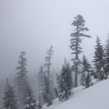 Looking towards Avalanche Gulch (note: Large trees were moving in wind)