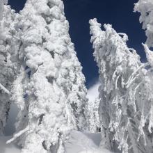 Heavy rime on trees 