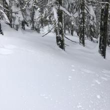 Settlement and tree bombs observed below 7,000 feet