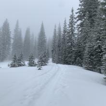 Below treeline, lower Avalanche Gulch, 1200 hours