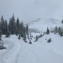 Near treeline, Avalanche Gulch