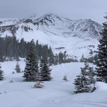 Near treeline, Avalanche Gulch