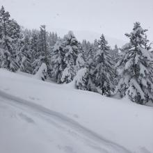 Ski pen of 2-3 inches near treeline