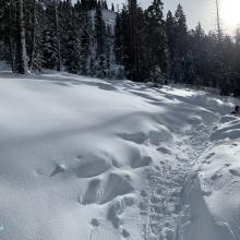 Below treeline along the trail to Heart Lake