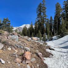Below treeline on Mt. Shasta, many rocks, trees and dirt patches showing