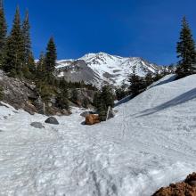 Below treeline on Mt. Shasta, many rocks, trees and dirt patches showing