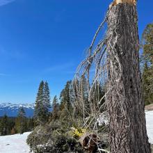 Recent wind events have snapped off trees and littered the snowpack with tree debris