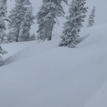 Rows of wind drifted snow behind trees. Winds from the south, drifts forming on north sides of trees and terrain features. 