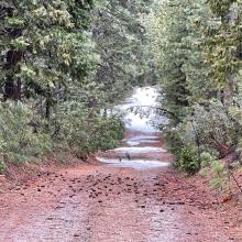 Clear Creek: Was able to drive .8 miles up the Clear Creek road off the 13 road (Pilgrim Ck road). Met impassable snow and a few small trees leaned over the road. This leaves about 7.2 road miles to the trailhead. 