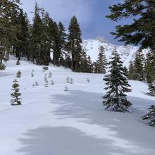 Near treeline, 3-4 inches new snow, calm wind.