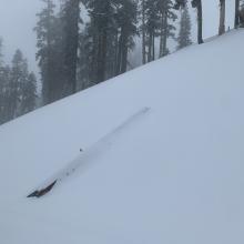 Numerous tree tops were observed snapped off from recent very strong north winds