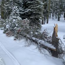 Recent high winds have snapped off a number of trees below treeline. This tree blew to the north from strong southerly wind.