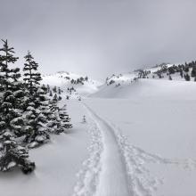 Ski track near treeline Avalanche Gulch