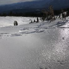 Widespread ice crust near treeline Broadway Ridge