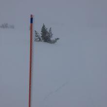 Wilderness boundary, east side of Old Ski Bowl, 8500 feet. Snow poles were rimed 1 inch thick.