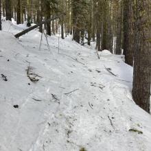 Tree Debris