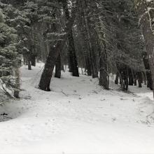 Tree debris has littered the snow surfaces below treeline