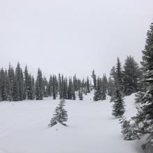 Snow surfaces below treeline