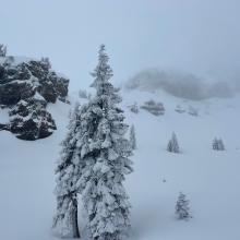 Near treeline, 8,000 feet, Old Ski Bowl, Mt Shasta
