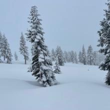 Near treeline, 8,000 feet, Old Ski Bowl, Mt Shasta