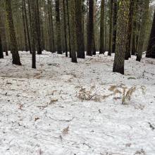 Below treeline, the snowpack is littered with tree debris and down trees