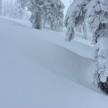 Wind loading on leeward northwest sides of trees from southeast wind