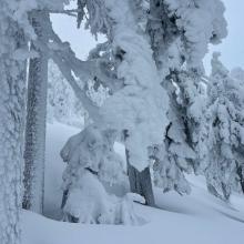 Rime crust trees