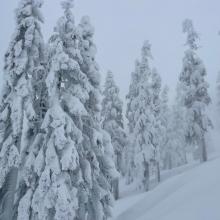 We just can't get enough of these rime plastered trees