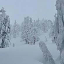 We just can't get enough of these rime plastered trees