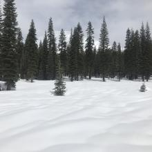 Below treeline rain runnels