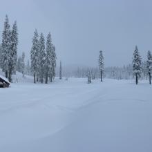 Bunny Flat on 1.11.23 / 6,950 feet