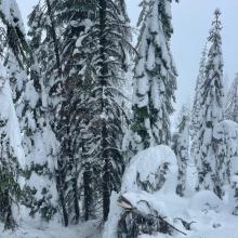 Tree tops snapped off in many areas