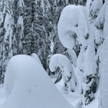 Bent trees