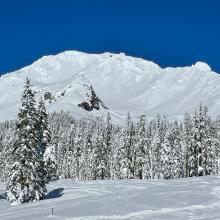 Mt Shasta/Old Ski Bowl view from below treeline