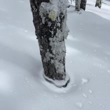 Widespread settlement cones/cracks around trees today