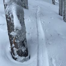 Widespread settlement cones/cracks around trees today