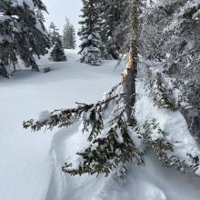 High wind out of the southwest has snapped off many trees this winter