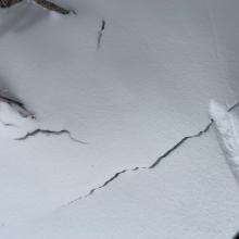 Widespread settlement cones/cracks around trees today