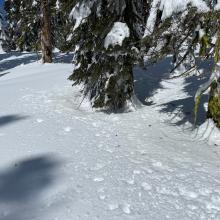 Tree drip and bombs, near and below treeline