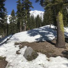 Green Butte Ridge below treeline