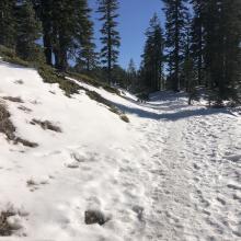 Horse Camp Trail near Bunny Flat