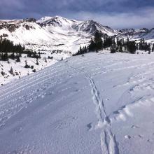 Firm wind textured snow in open area near treeline