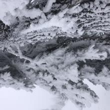 Rime forming on trees near the top of Grey Butte. 