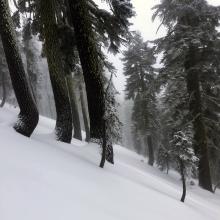 Big trees on the west aspect of Grey Butte host the deepest snowpack.