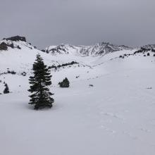 Near Treeline. An inch of undisturbed fresh snow remains.