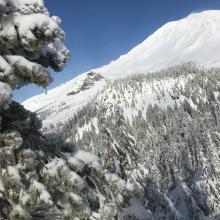 Heavy rime on trees up to treeline