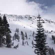 Wind effect near treeline