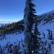 Thick ice armor coating trees